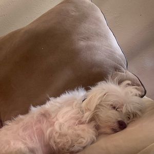 Meet your Posher, Kira